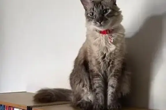 Gato desaparecido Fêmea (brl00...