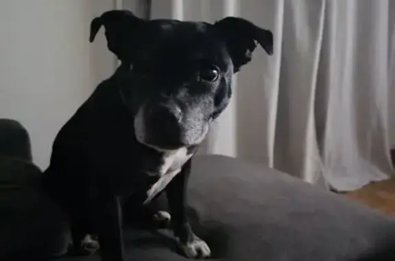 Chien perdu, Rue de Normandie, Montoir-de-Bretagne - staffie noir bringé - photo