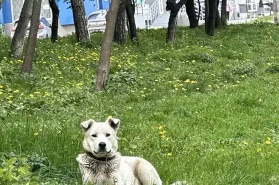 Знайдено собаку Чернівці, фото: Знайдена собака, вулиця Ентузіастів, Чернівці - біла, з карими очима