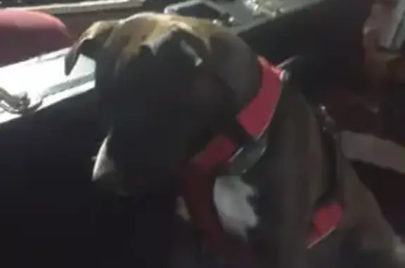 Lost dog, Maple Court, Canyonville - chocolate brown with white-tipped toes - photo