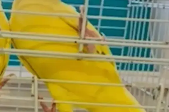 Lost bird Male, Saint Marys (al496110) - photo