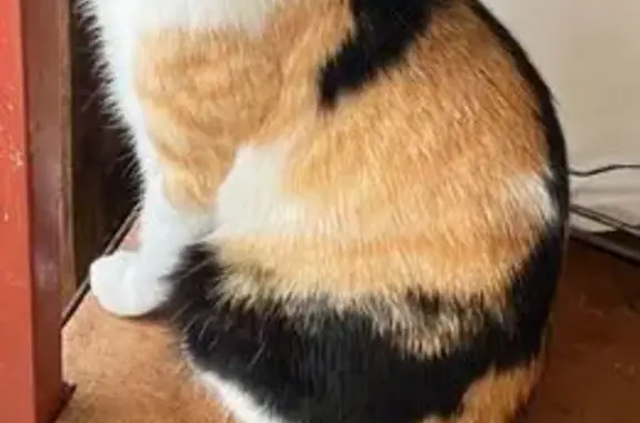 Gato perdido, Río Usumacinta,...