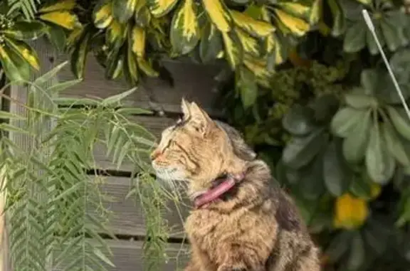 Lost cat, Pennant Close, Cape...