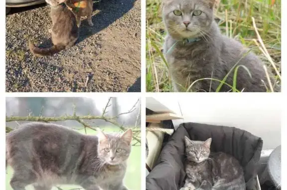 Chat perdu, Square des Orchidées, Champigné - tigré avec collier bleu - photo