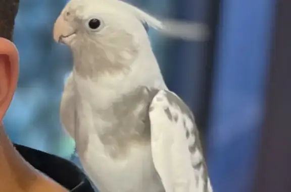 Lost pets Lesmurdie, photo: Lost bird, Lewis Road, 80, Kalamunda - white and grey