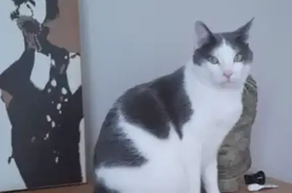 Animaux perdus Paris, photo: Chat perdu, Irigny, Paris - mâle blanc et gris