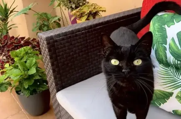 Perdido gato hembra, Avinguda Tombatossals, 35, Castelló de la Plana, Valencia - photo