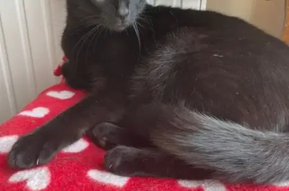 Animaux perdus Marsas, photo: Chat perdu, Les Sablons, Marsas - femelle noire et craintive