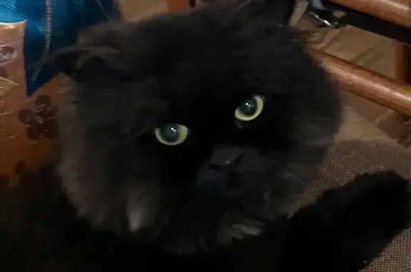 Lost male cat, Northwest Road, 108, East Hampton - photo