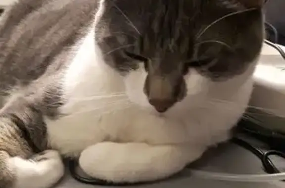 Chat perdu, Paris, photo: Chat perdu, Rue du Ratz, 16, Saint-Égrève, Paris - européen gris et blanc