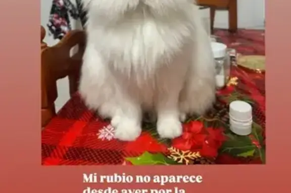 Perdido gato, Camino de Los Prensadores, Chiclana de la Frontera - pelo largo blanco y ojos azules - photo