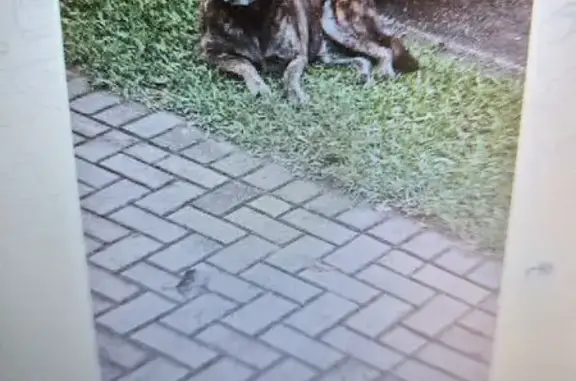 Cachorro encontrado Fêmea (brf002719) - photo
