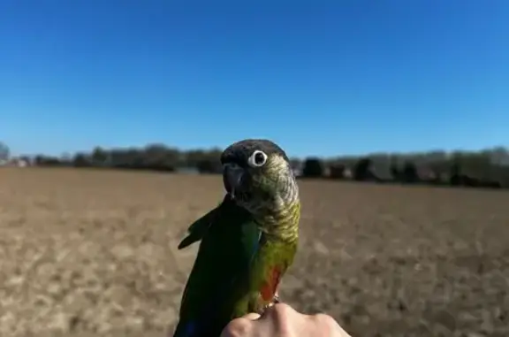 Animaux perdus Paris, photo: Oiseau perdu, Rue Léon Gambetta, Emmerin - Conure de Molina