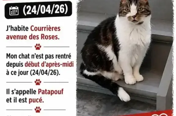 Chat perdu, Avenue des Roses, Courrières - male tricolore - photo