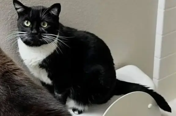 Missing cat Nampa, photo: Lost cat, Stony Meadow Drive, Nampa - female with a white belly