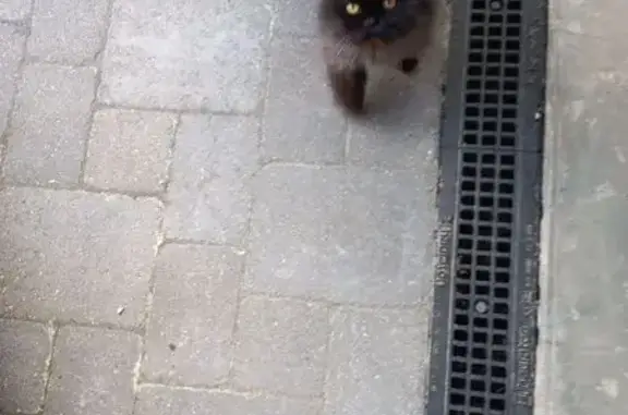 Animaux trouvés Sulniac, photo: Chat trouvé, Poulprat, Sulniac - très sociable