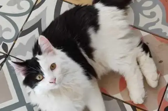 Animaux perdus Voiron, photo: Chat perdu, Chemin du Regardou de l'Agnelas, Voiron - tête noire et blanche