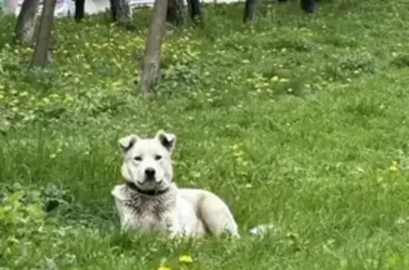 Знайдено собаку Чернівці, фото: Знайдена собака, вулиця Ентузіастів, Чернівці - білий з карими очима