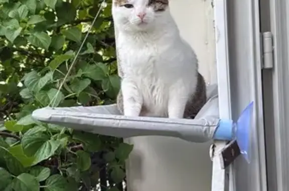 Chat perdu, Avenue Victor Hugo, Sevran - fourrure blanche bringée - photo