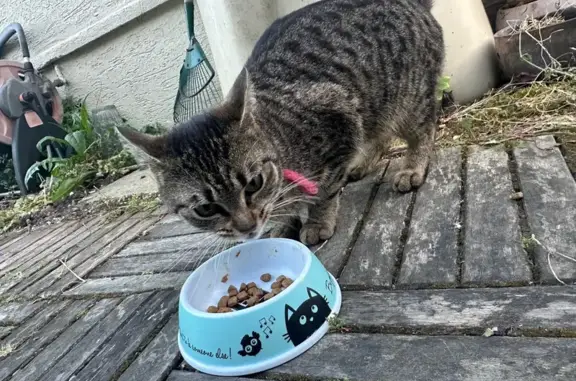 Chat trouvé Paris, photo: Chat trouvé, Champigny-sur-Marne, Paris - collier rose avec une cloche