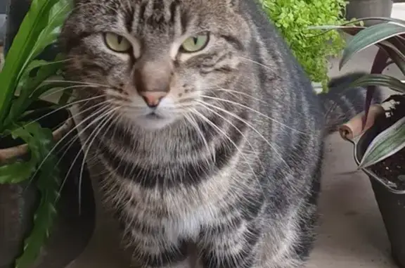 Animaux perdus Amiens, photo: Chat perdu, Rue Delpech, Amiens - chatte tigrée