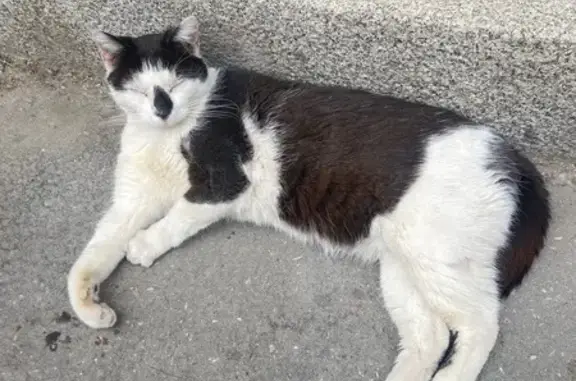 Animaux trouvés Rennes, photo: Chat trouvé, Place Honoré Commeurec, Rennes