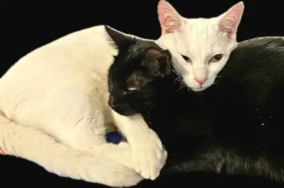 Chat perdu, Paris, photo: Chat perdu, Le Mesnil-Saint-Denis, Paris - entièrement blanc aux yeux verts