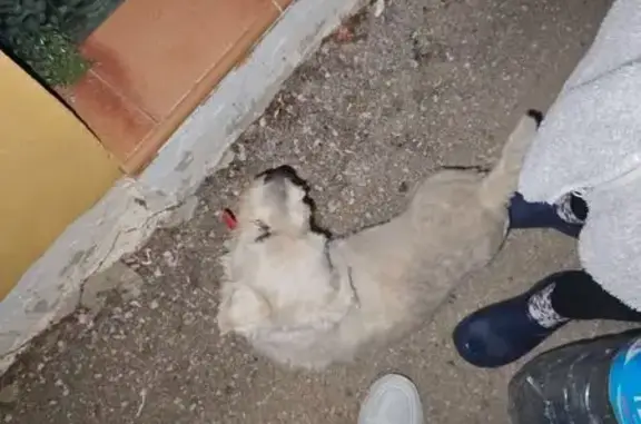 Encontrado perro, Camino del C...