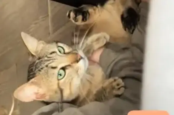 Chat perdu, Faubourg de la Garanne, Saint-Yrieix-la-Perche - mâle non castré - photo