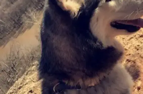 Lost dog, Robert Hill Road, Midway - white and grey with a blue and brown eye - photo