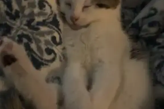 Lost cat, Palermo Avenue, Evans - mostly white calico with markings - photo
