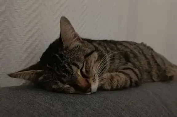 Animaux trouvés Metz, photo: Chat trouvé, Rue d'Erstein, Strasbourg - robe tabby