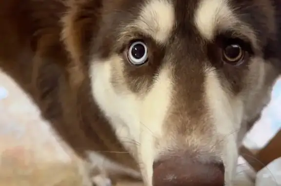 Lost male dog, Grace Avenue, New Bern - husky with blue and brown eyes - photo