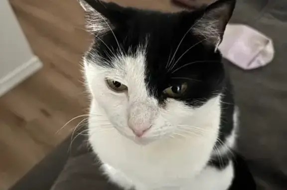 Lost pets Mulwala, photo: Lost cat, Corella Crescent, 95, Mulwala - small black and white female