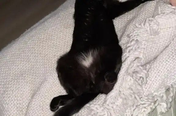 Missing cat Sydney, photo: Lost male cat, Allegra Avenue, Sydney - timid with a blue tag