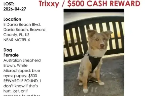 Missing dog Dania Beach, photo: Missing dog Female, Dania Beach (usl536229)