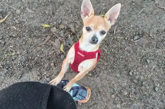 He is light tan. Very timid with other people, won't come to them, we are not from this area so he doesn't know it. He's not wearing a collar