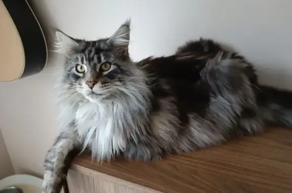 Animaux perdus Brest, photo: Chat perdu, Rue Hundertwasser, Brest - mâle maincoon
