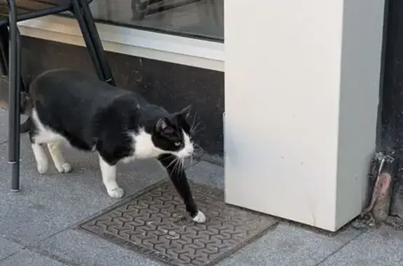 Animaux trouvés Lille, photo: Chat trouvé, Rue Pierre Mauroy, Lille - essayait de rentrer dans les commerces