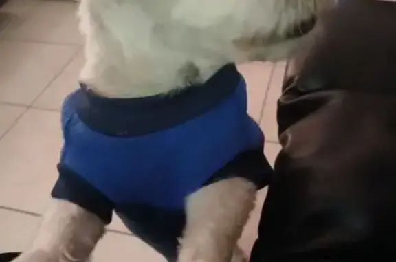 Lost dog, Frederick Street, Adelaide - male, freshly clipped - photo