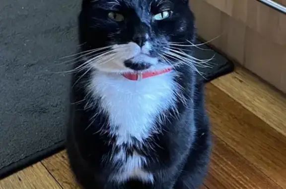 Lost male cat, Cherry Court, 23, Melbourne - red collar with bell - photo