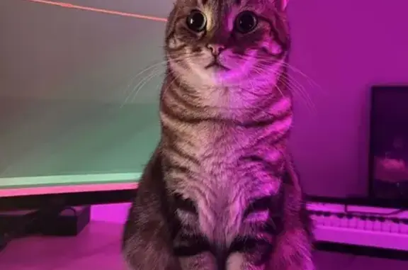 Chat perdu, Allée du Château Titeux, Sedan - tricolore pucée - photo