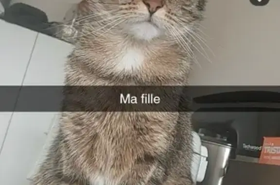 Chat perdu, Rue Albert Chardavoine, Dugny - tigré avec menton blanc - photo