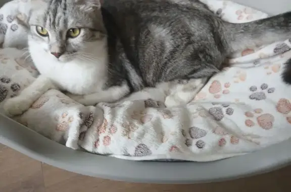 Animaux perdus Grasse, photo: Chat perdu, Chemin des Capucins, Grasse