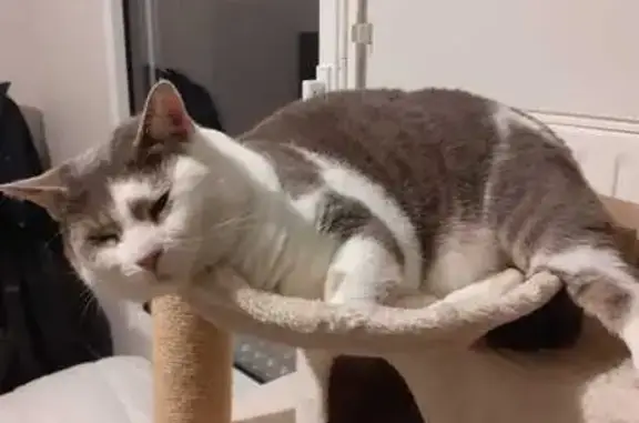 Chat perdu, Rue Jack Kerouac, 22, Rennes - gris et blanc, yeux verts - photo