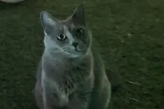 Animaux perdus Paris, photo: Chat perdu, Avenue Crampel, Toulouse - femelle grise avec queue rayée