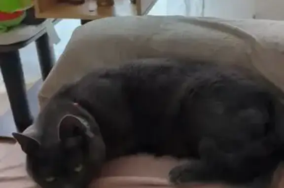 Animaux perdus Marcq-en-Barœul, photo: Chat perdu, Rue Charles Péguy, Lambersart - type chartreux