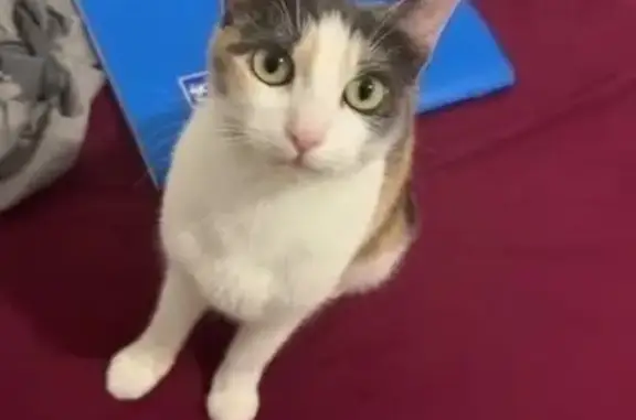 Animaux perdus Chennevières-sur-Marne, photo: Chat perdu, Route de la Libération, Chennevières-sur-Marne - tricolore et sociable