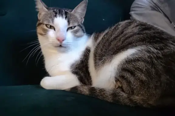 Animaux perdus Plérin, photo: Chat perdu, Rue Anatole le Braz, Saint-Brieuc - blanc tigré