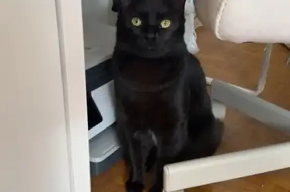 Chat perdu, Villeurbanne, photo: Chat perdu, Rue Jean Voillot, Villeurbanne - Mimi, femelle noire